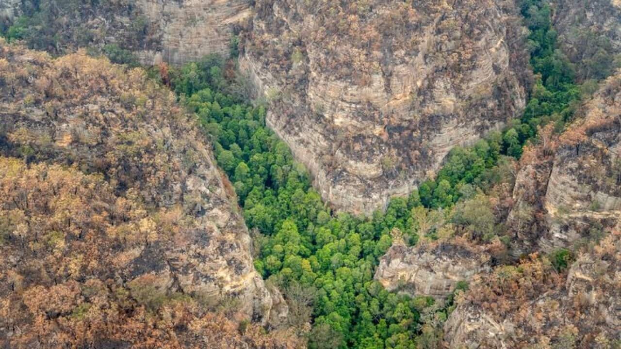 The prehistoric Wollemi Pines in Wollemi National Park, NSW