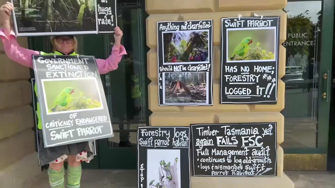 A protestor outside the Tasmanian Parliament building (SBS).jpg