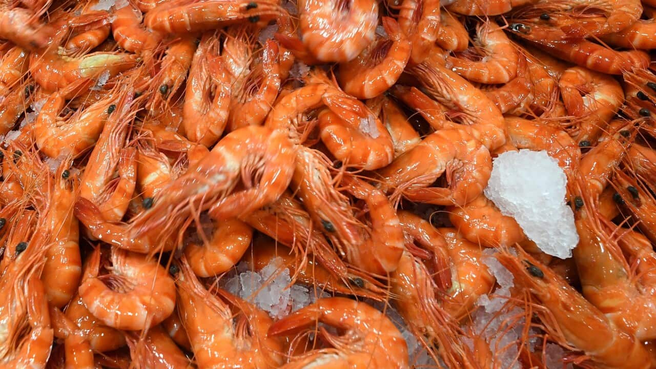 Prawns at Sydney fish markets