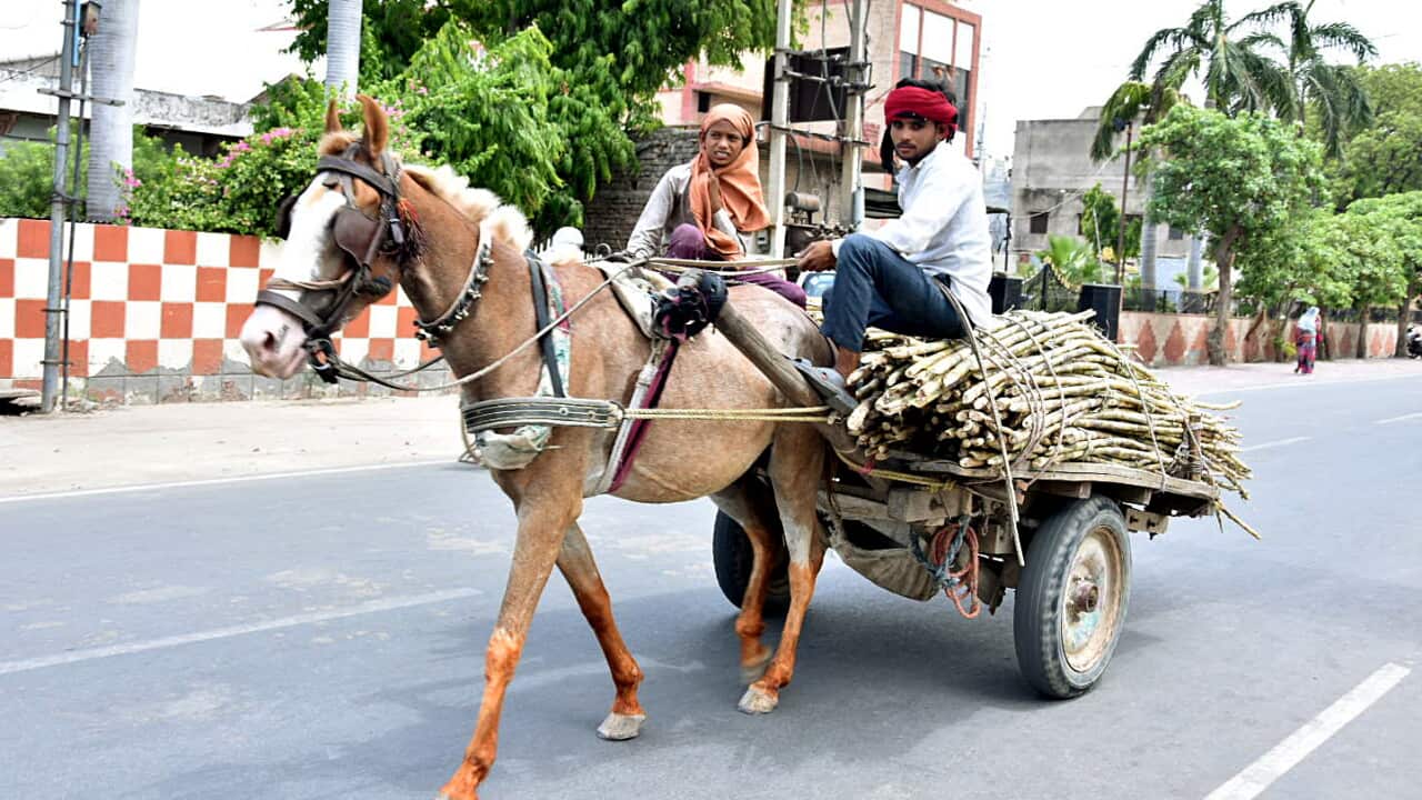 A horse cart rider transposrts sugarcane during the COVID-19 lockdown