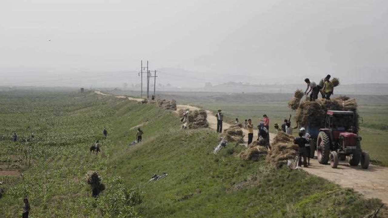 People work in corn fields, Wednesday, June 24, 2015 in South Hwanghae, North Korea.