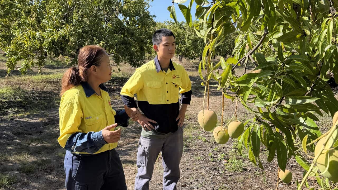 Two people in workers uniform in a mango orchard