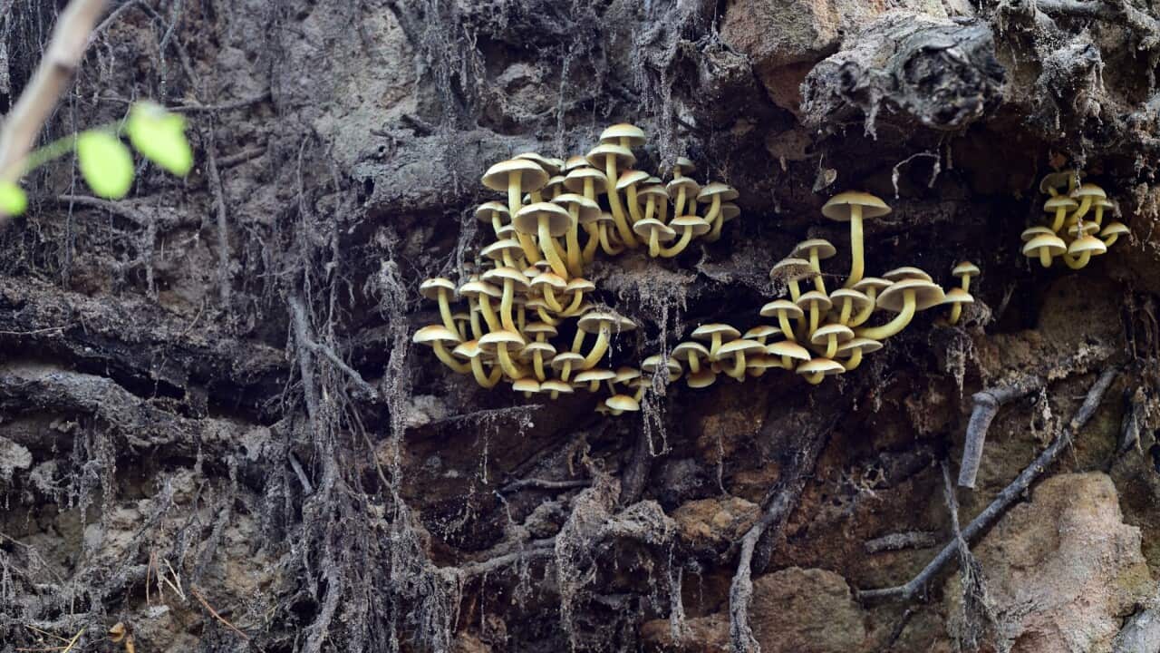 Mushrooms Growing On The Root Of A Fallen Tree