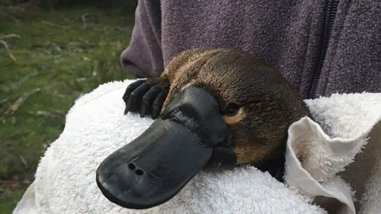 Platypus