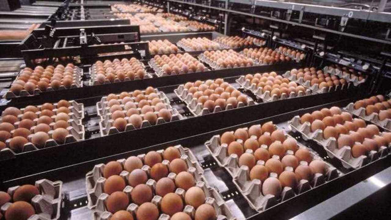 Eggs recalled over salmonella scare