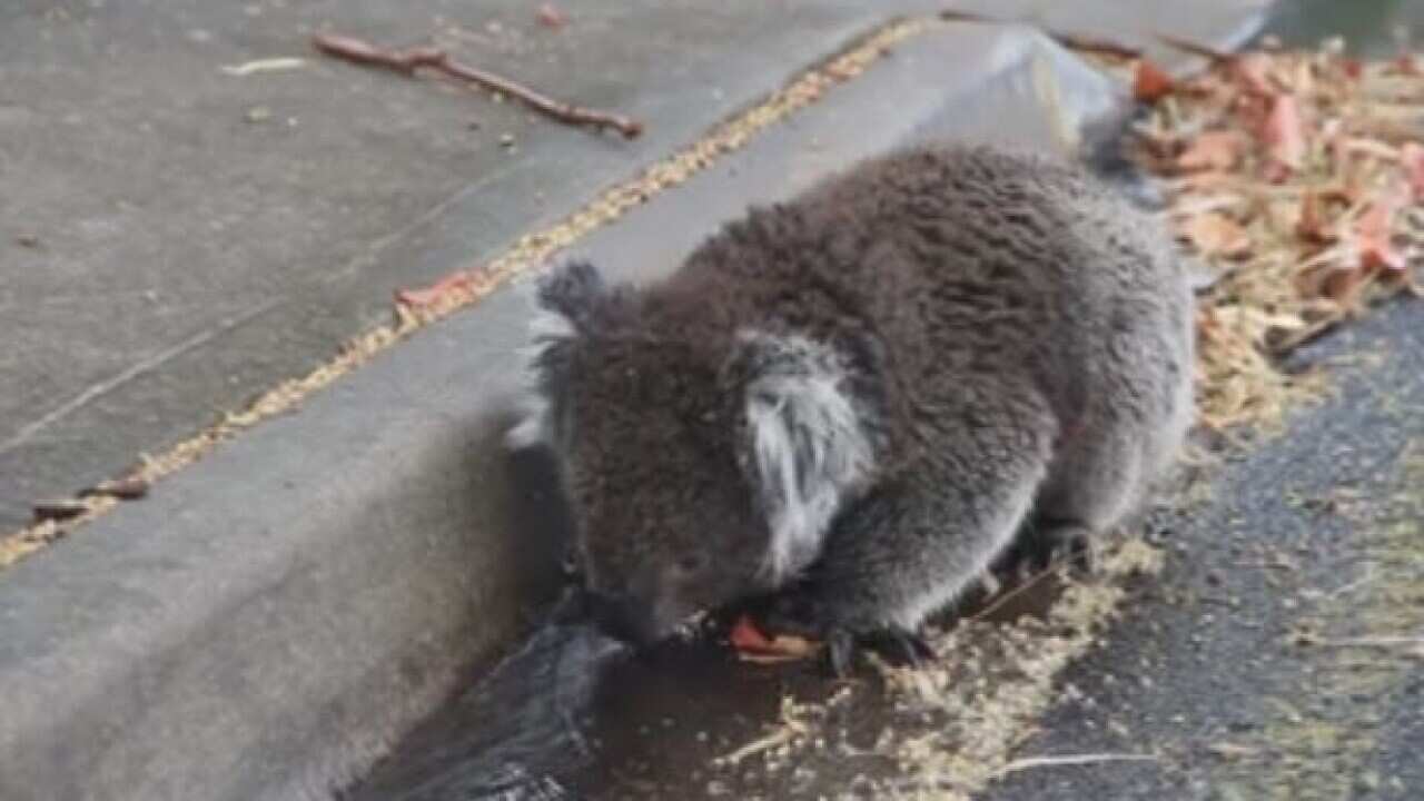 Thirsty Koala