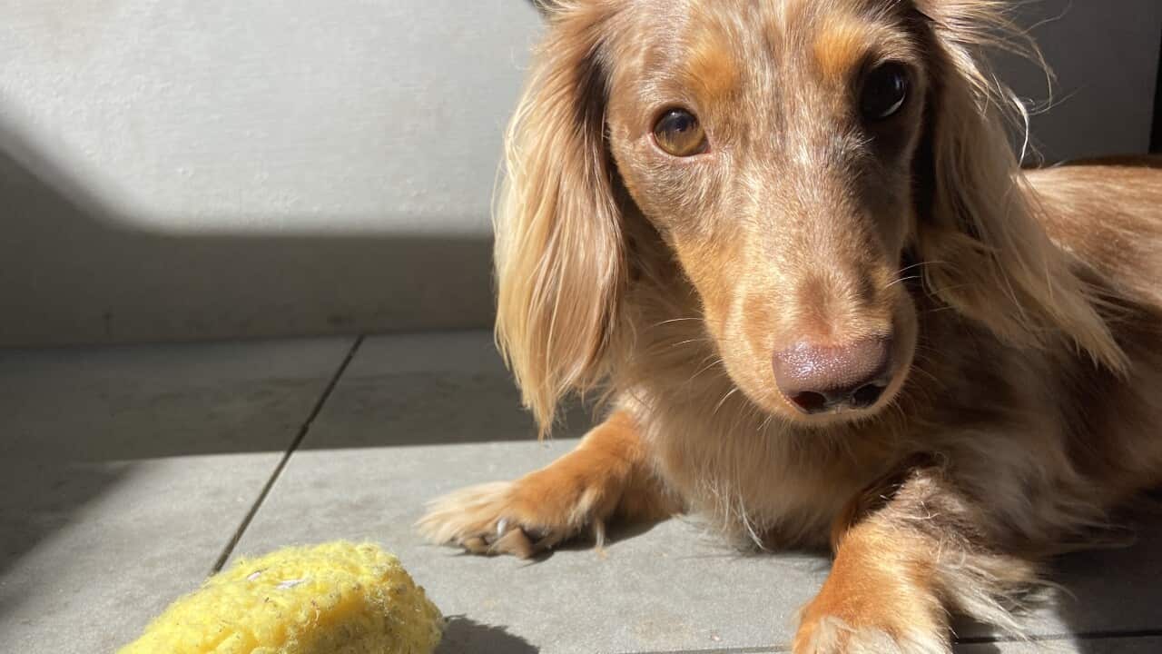 Morty the dog, Camellia Aebischer