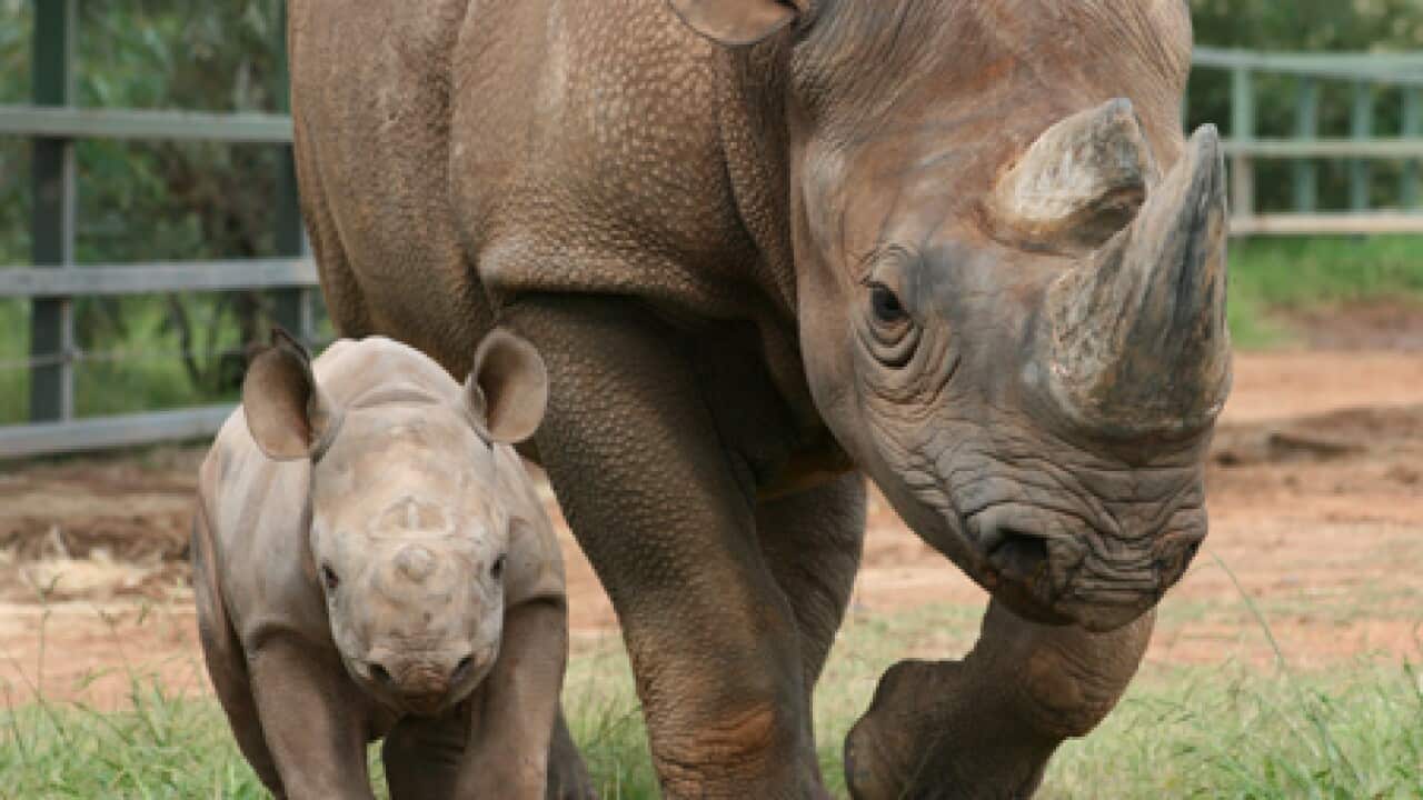 baby_rhino_dubbo_100413_B_aap_1578826855
