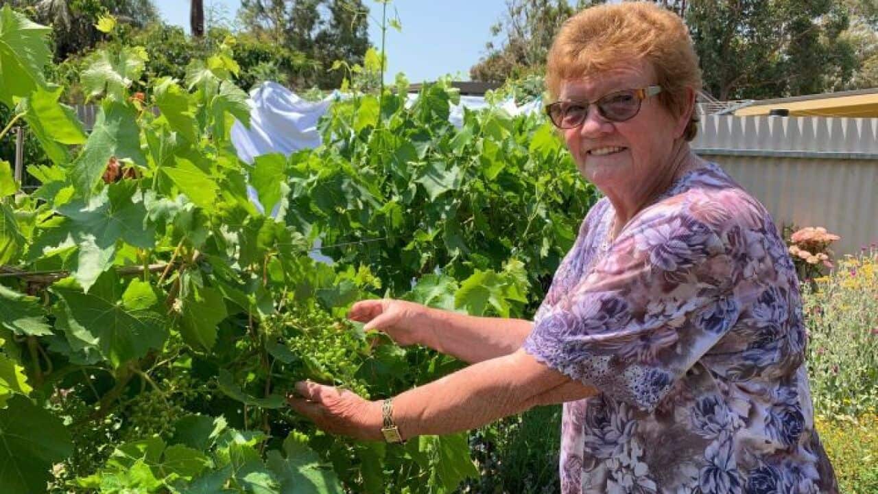 Sonia grow and freezes her own vegetables for a year-round supply.
