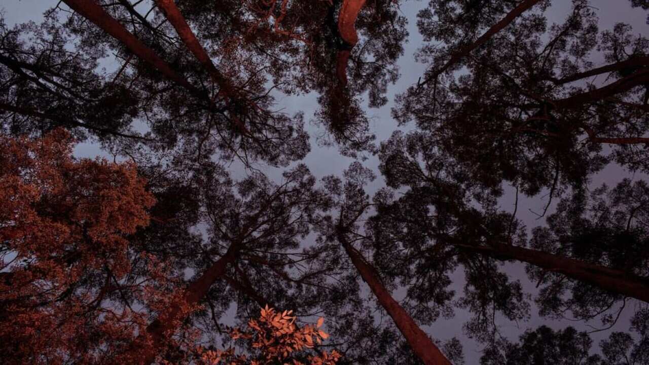Dark Mofo