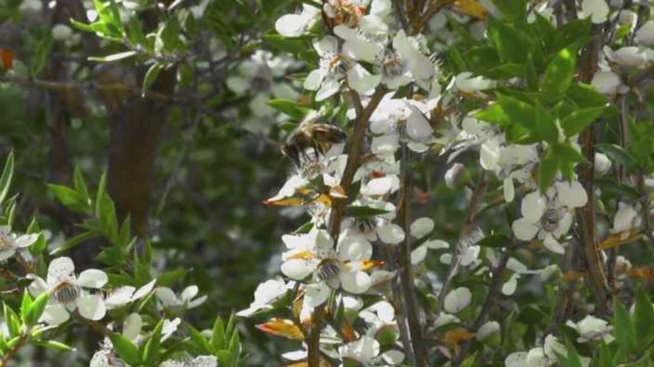Bubuyog at Puno ng Manuka