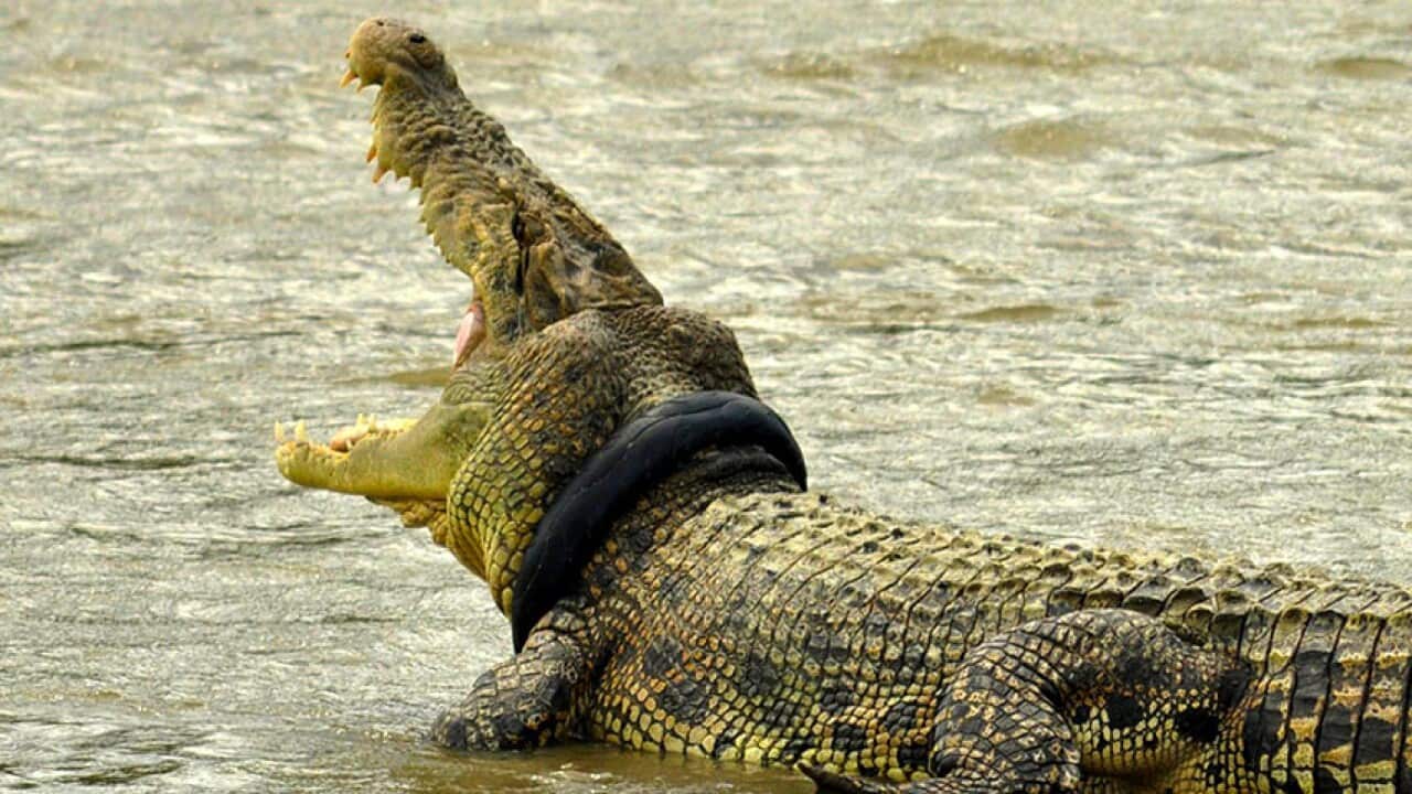A crocodile swims with a motorcycle tire stuck around its neck in the Palu river in Palu, Indonesia