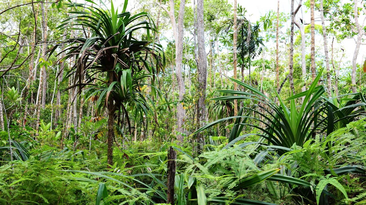 cape_york_steveirwinreserve_aap.jpg