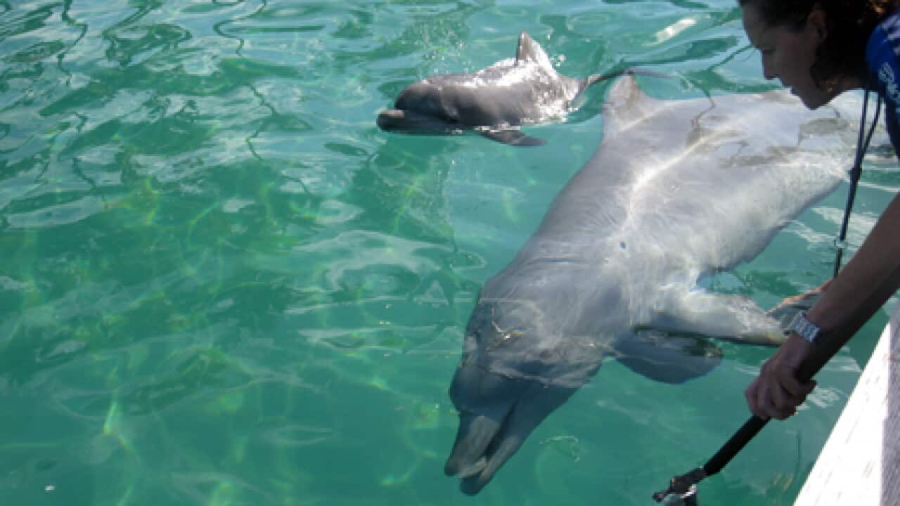 dolphin_baby_seaworld_L_100607_aap_573963014