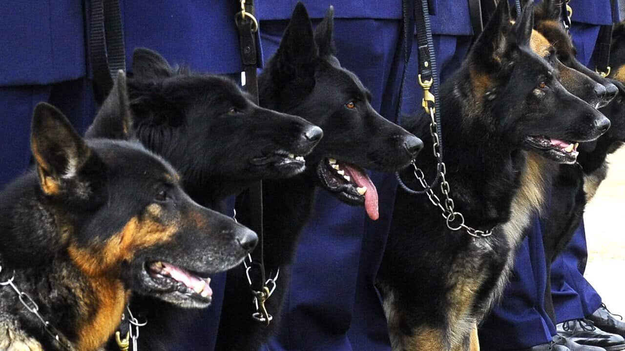 Police dogs are paraded shortly after receiving service medals at The Victoria Police Dog Squad in Melbourne, April 28, 2009. 