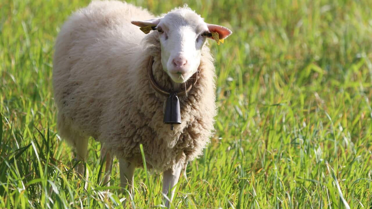 Sheep with bell
