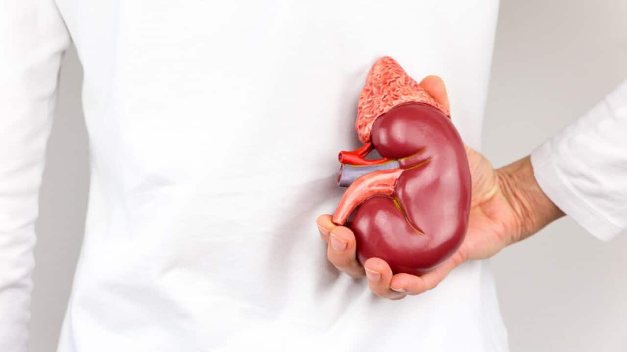 Hand holding model of human kidney organ at body