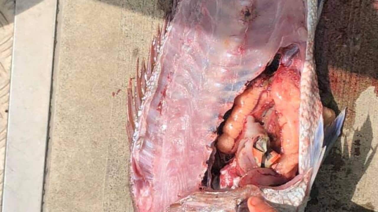 Fisherman found $20 note after cutting open a snapper