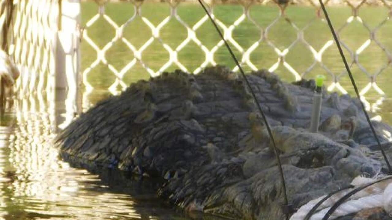 A 4.7m crocodile that was captured in Katherine