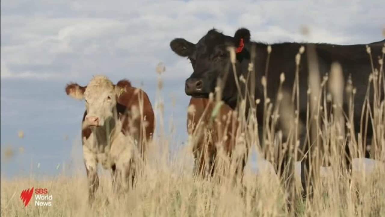 Australia is the biggest supplier of beef to the US, with experts saying a 10 per cent tariff could impact processor margins, domestic cattle prices and export volumes.