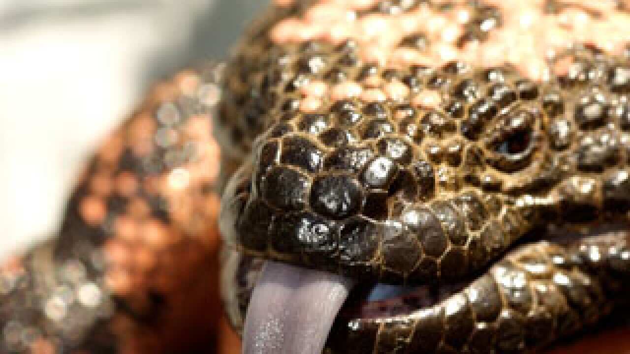LIZARD