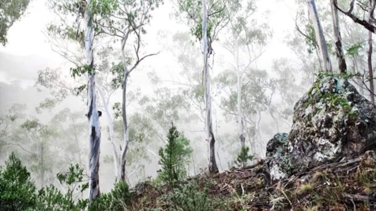 Mountain Mist, by Caitlin Mills, The Design Files