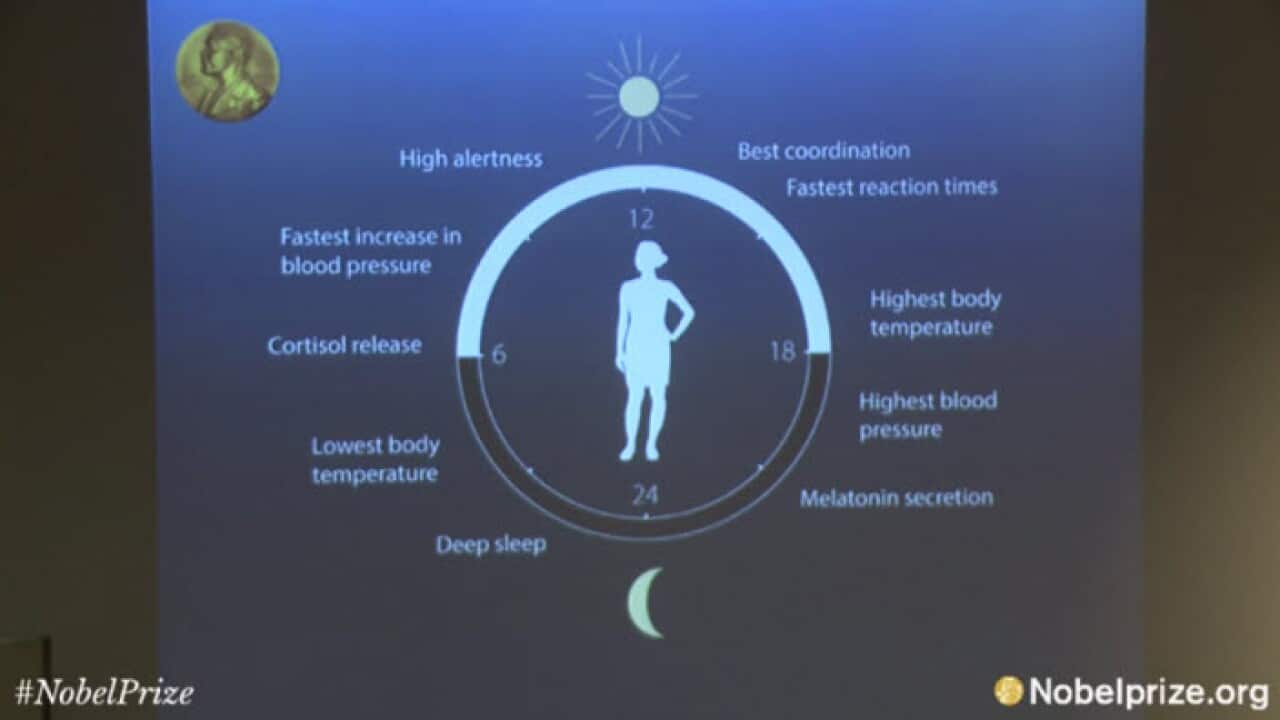 The circadian clock anticipates and adapts our physiology to the different phases of the day.