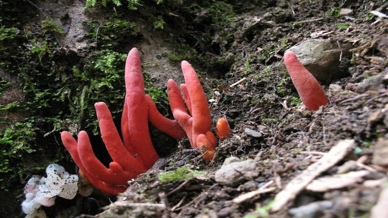 Poison Fire Coral fungus