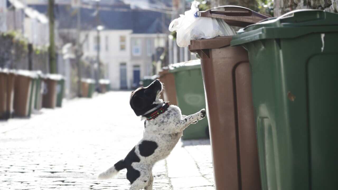 狗主某項「常見行為」惹爭議 律師:可能已犯法