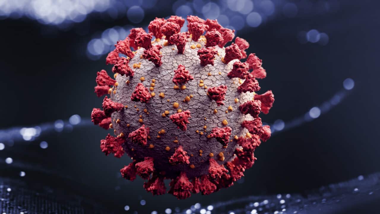 Corona virus