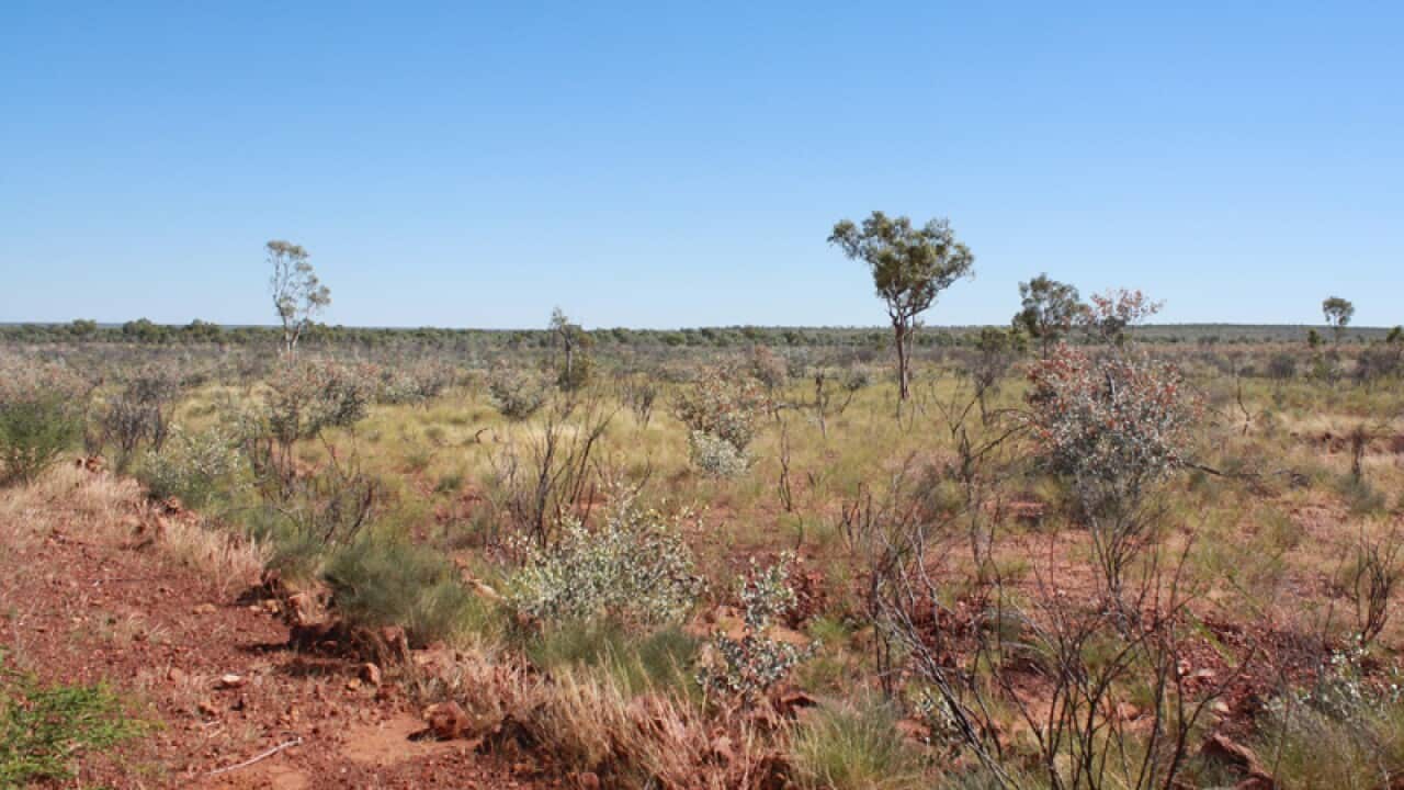 Part of the contested Muckaty station land