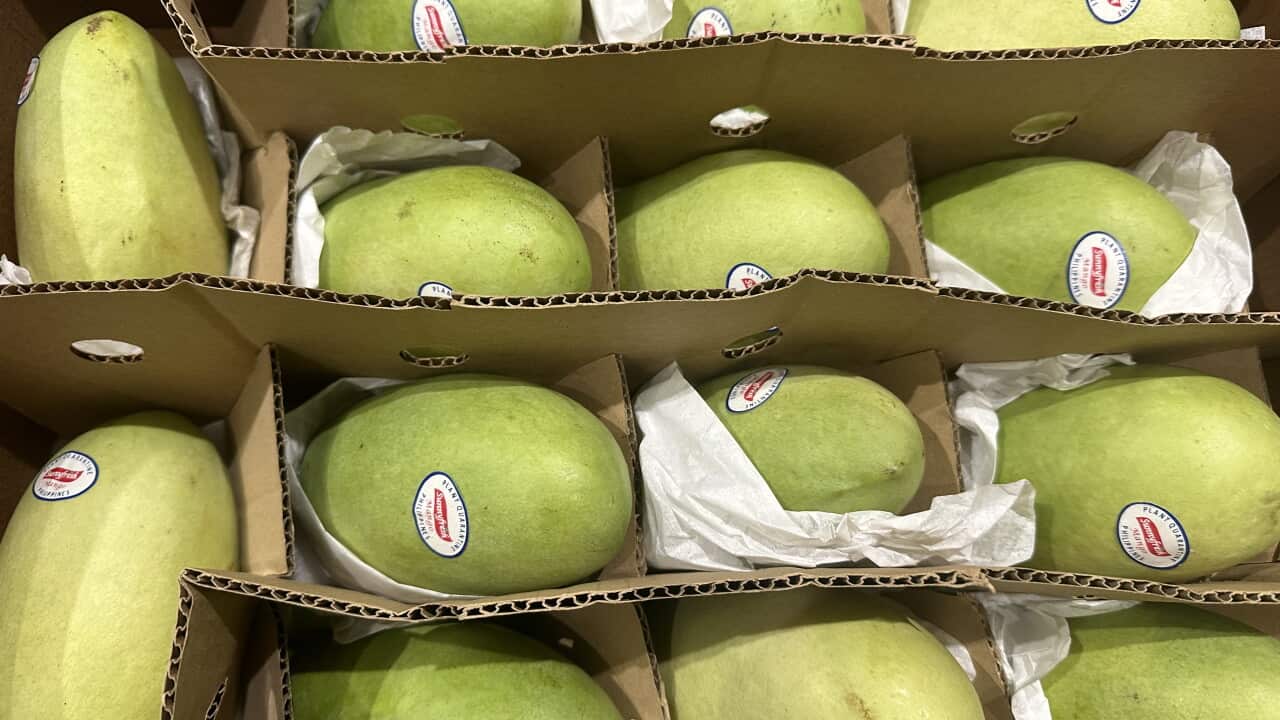 Philippine Carabao mangoes in a box.jpg