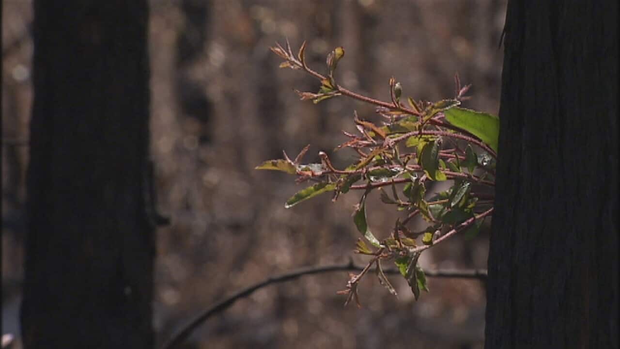 bushfires new growth GNavarro sbs.jpg