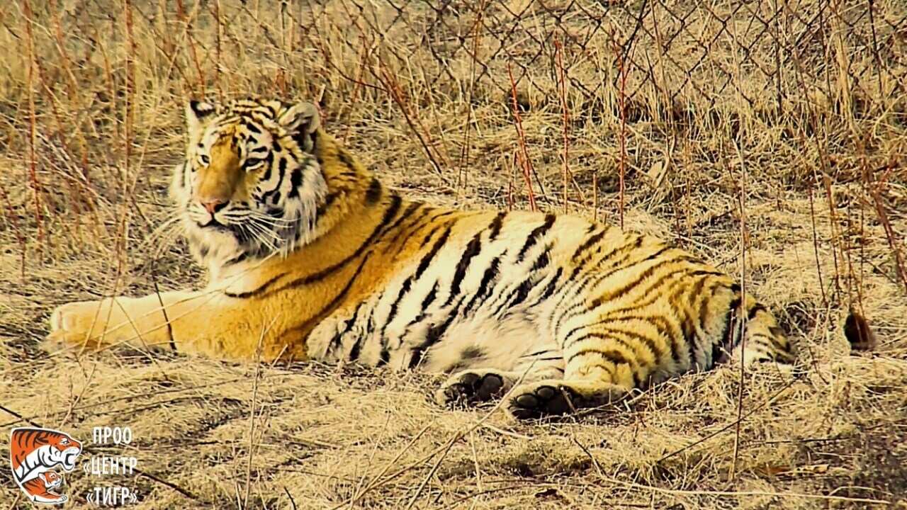 Tiger Philippa