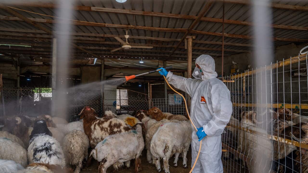 Authorities take precautions against Crimean-Congo Hemorrhagic Fever (CCHF) in Iraq