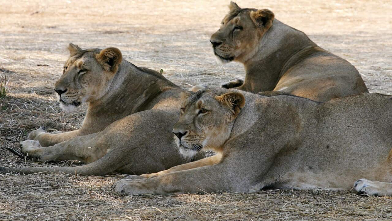 Asiatic lions in India