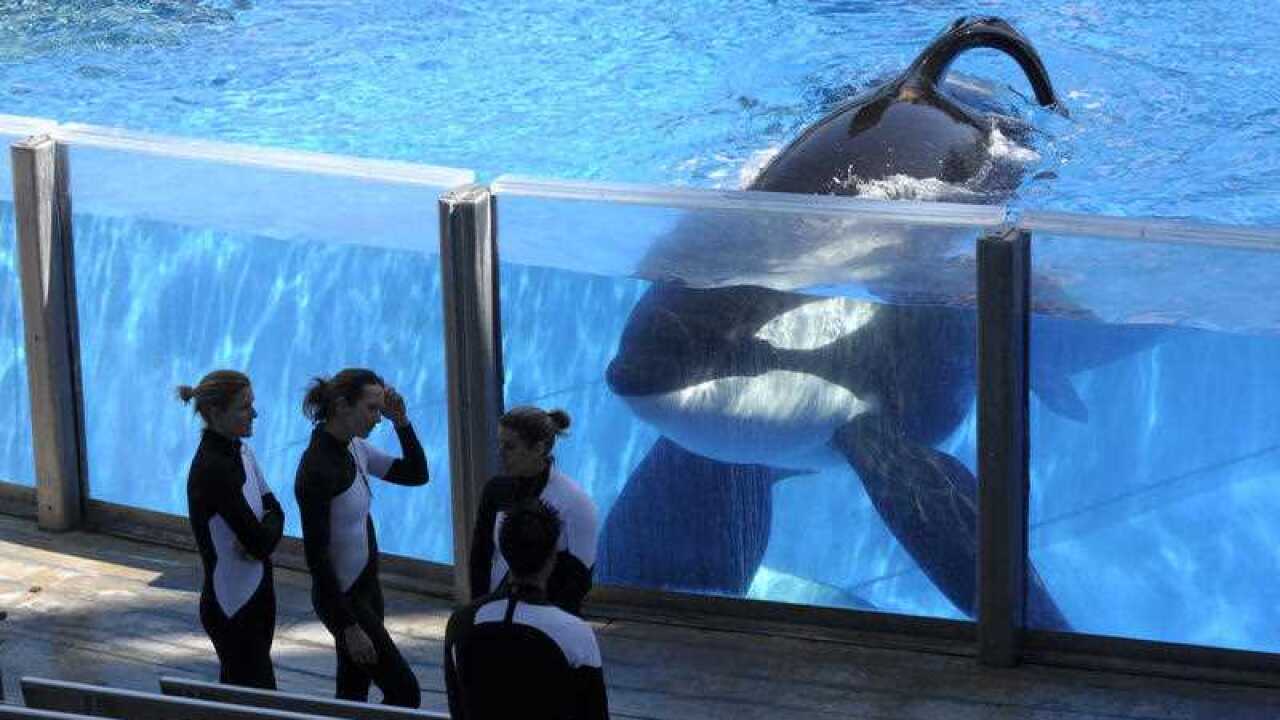 orca whale Tilikum, right, watches as SeaWorld Orlando trainers take a break during a training session at the theme park's Shamu Stadium in Orlando, Fla.
