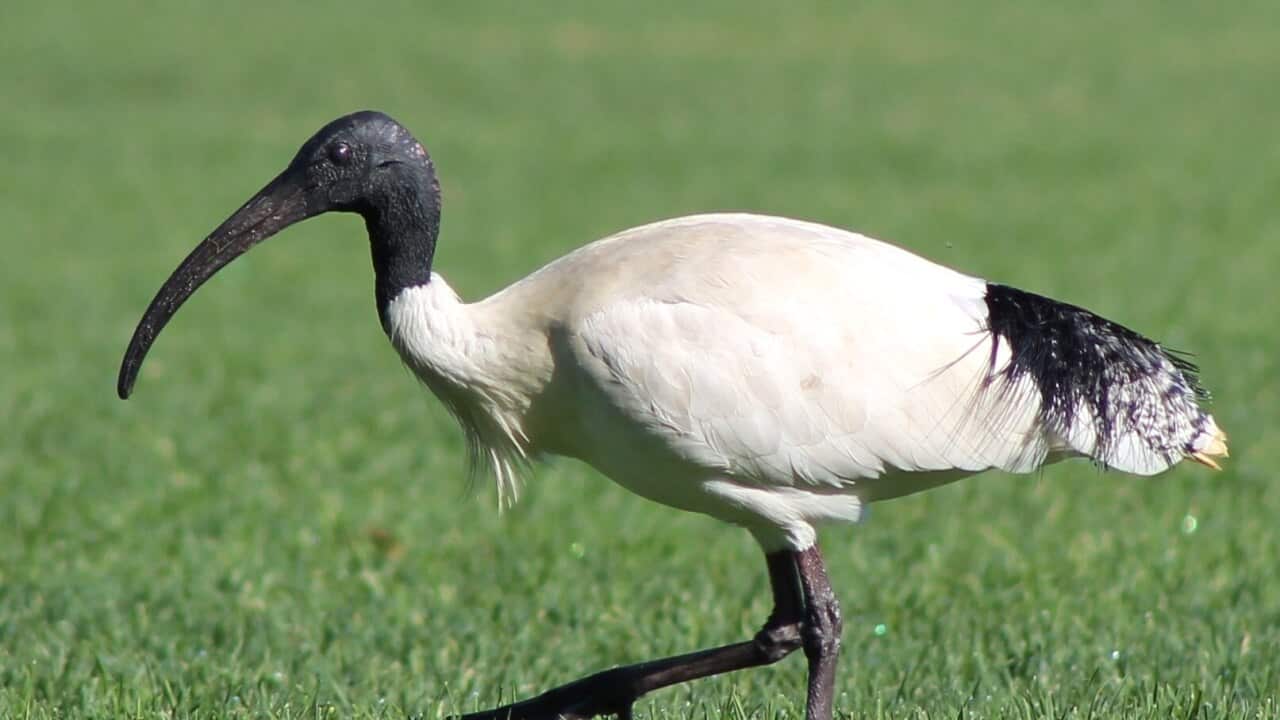Ibis
