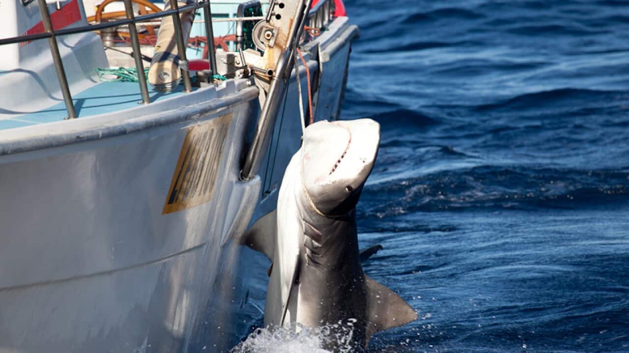A male Tiger shark being slaughtered off the WA coast