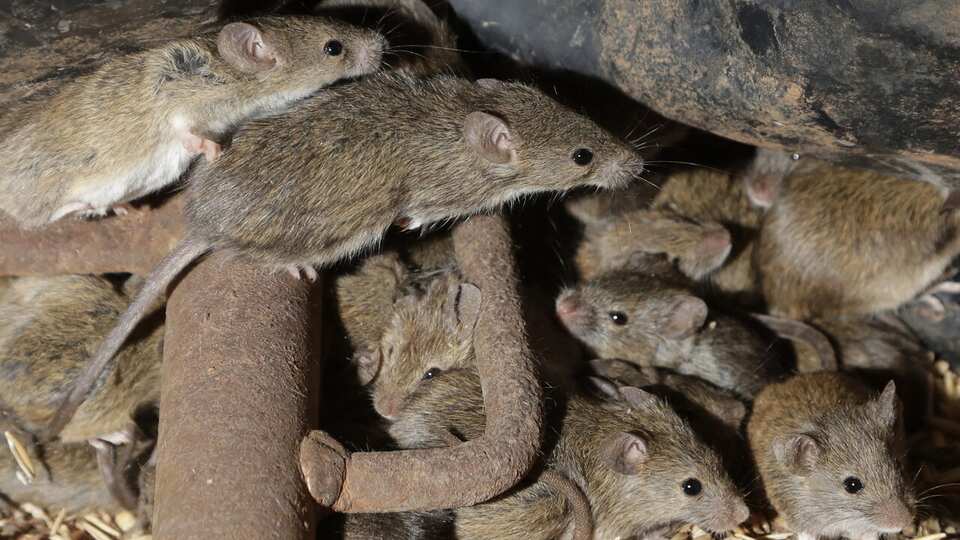 Rodent Country The rodent boom is back — and Aussie farmers are scrambling | SBS News