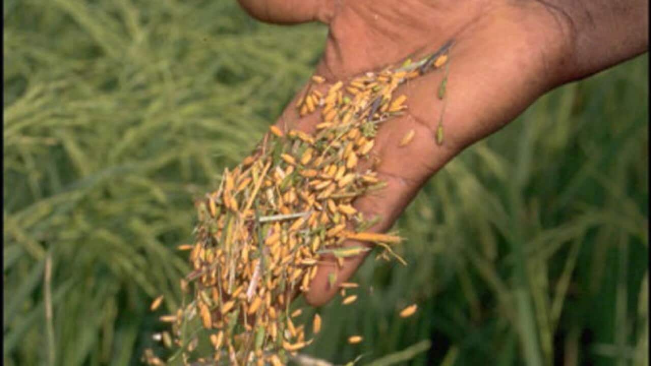 Genetically-modified-crops_Ivory-coast_120719_b_getty_801252094