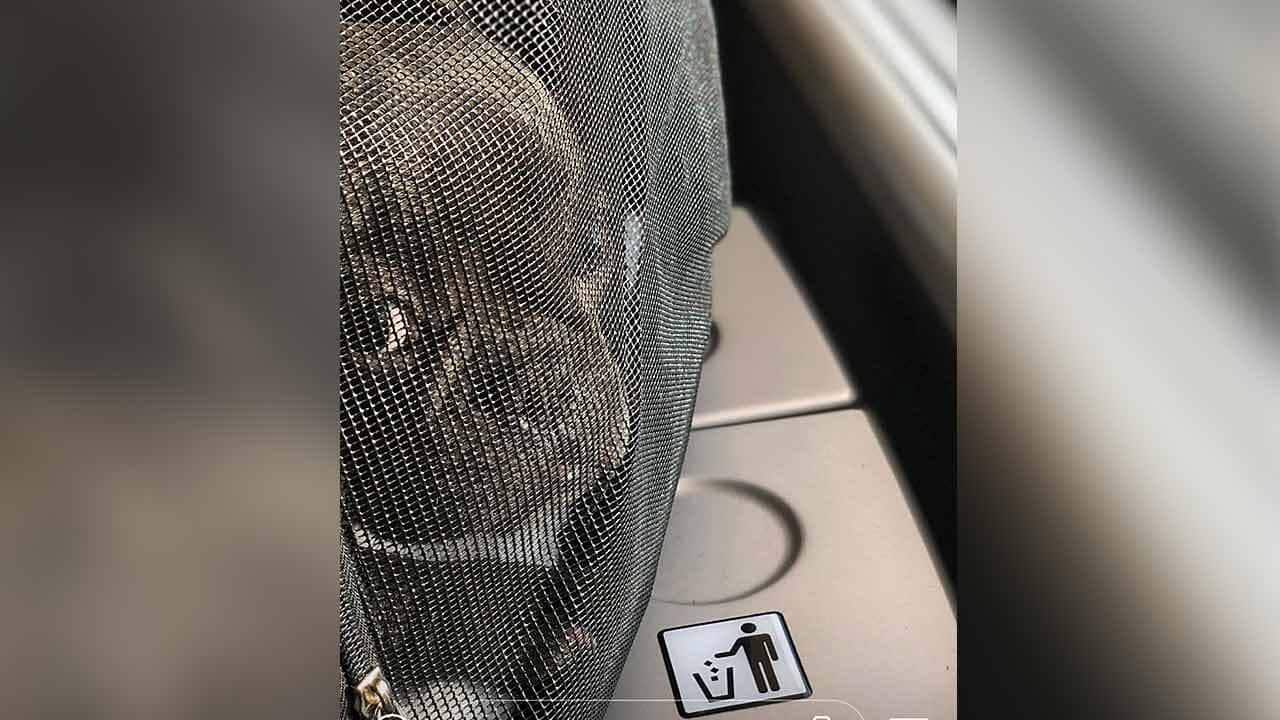 American basketballer Lamar Patterson brought his French Bulldog called 'Kobe' to Australia in his hand luggage.