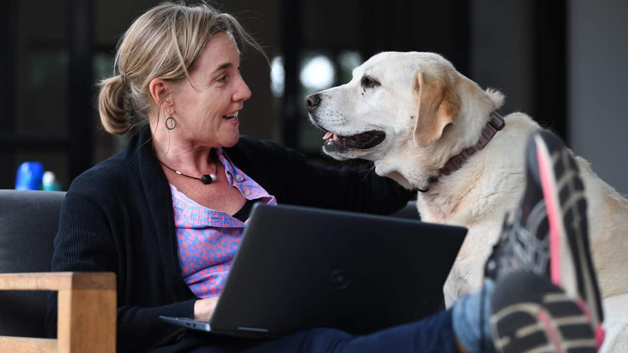 Lawyer Mary-Louise Shearer is accompanied by her labrador Daisy as she works from home in Brisbane.