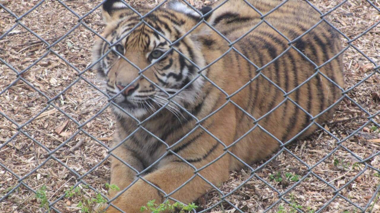 A tiger at Hamilton Zoo. (Facebook)