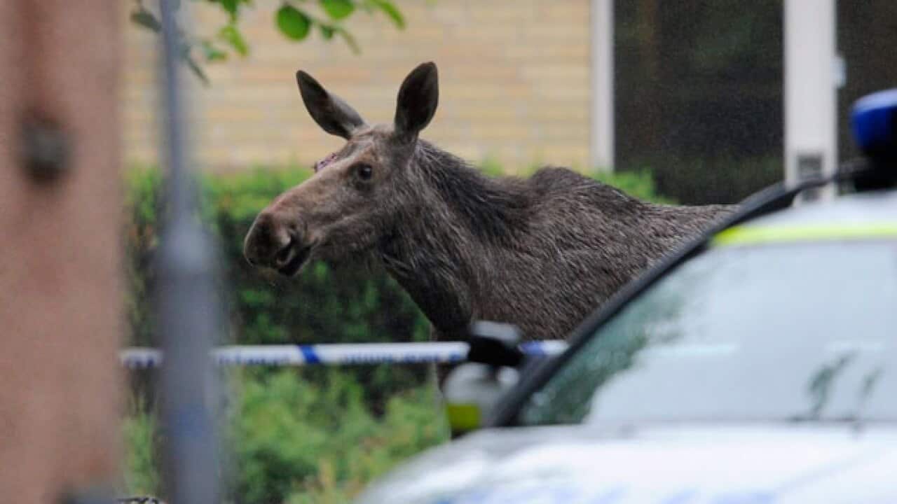 sweden_moose_B_110610_aap_854980573