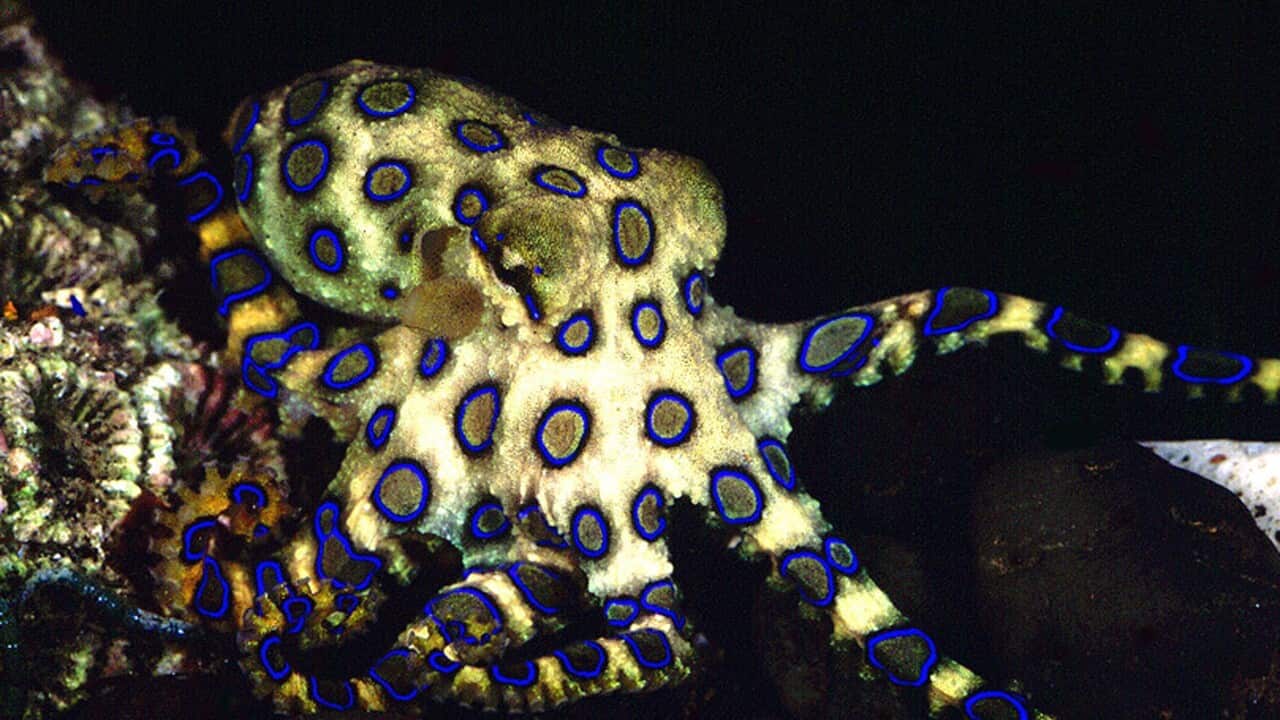 thumbnail_The tiny venomous blue-ringed octopus is usually more interested in escaping than attacking humans (AAP).jpg
