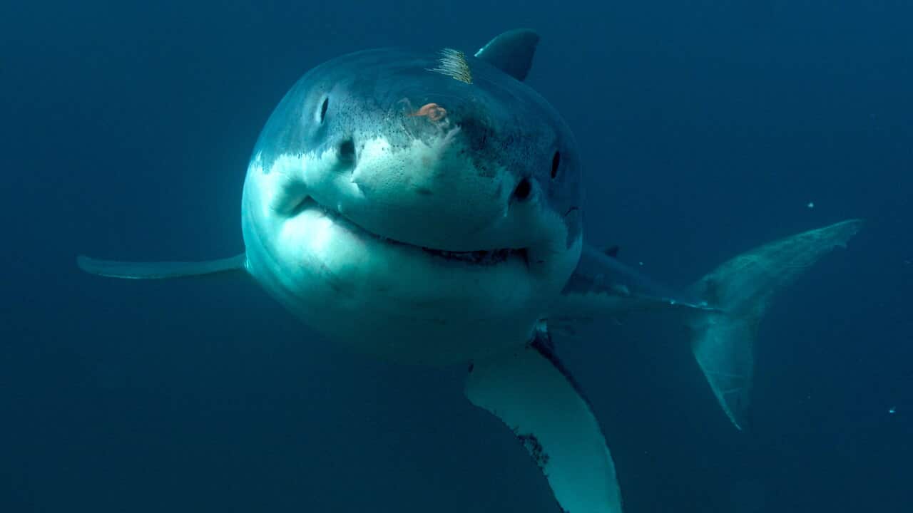 A great white shark