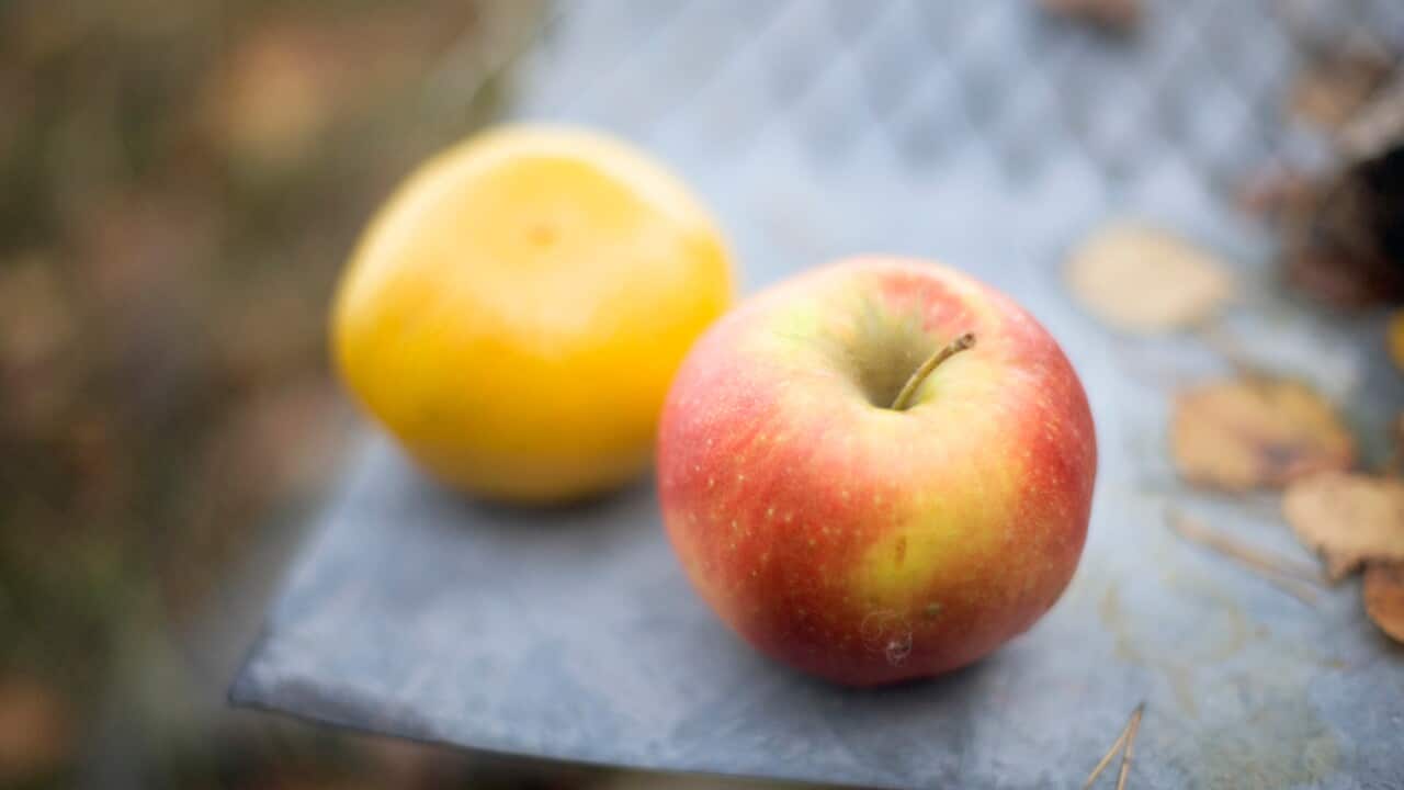 Apples_79709105.jpg
