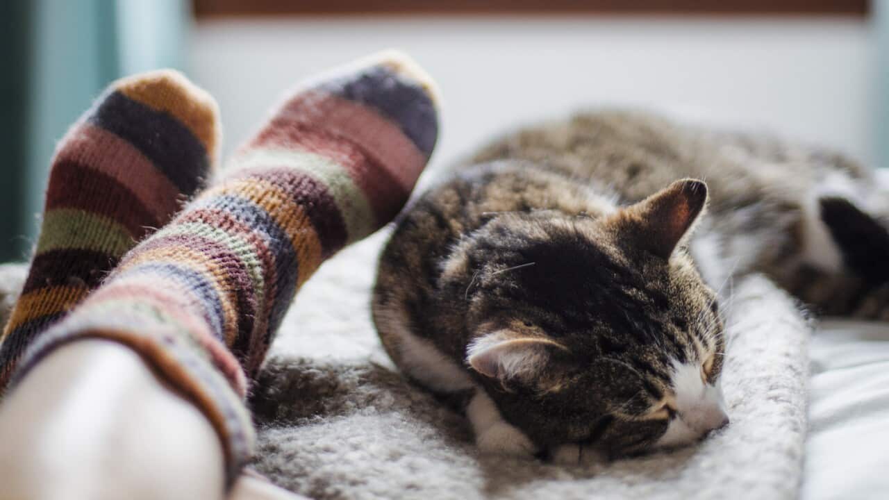 cat on a bed feet of a person