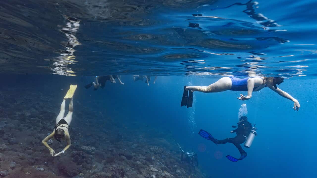 Snorkelers and scuba divers enjoying a coral reef in Nusa Penida, Indonesia.jpg